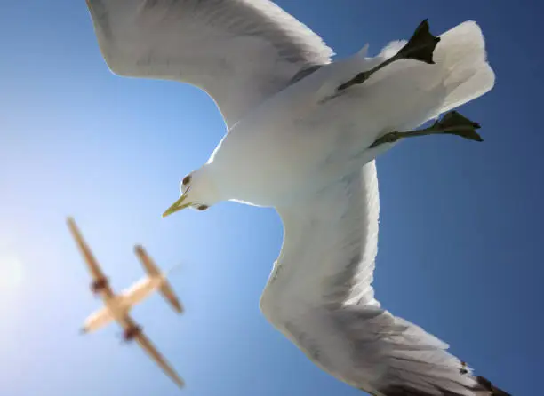 Photo of Bird and incoming airplane