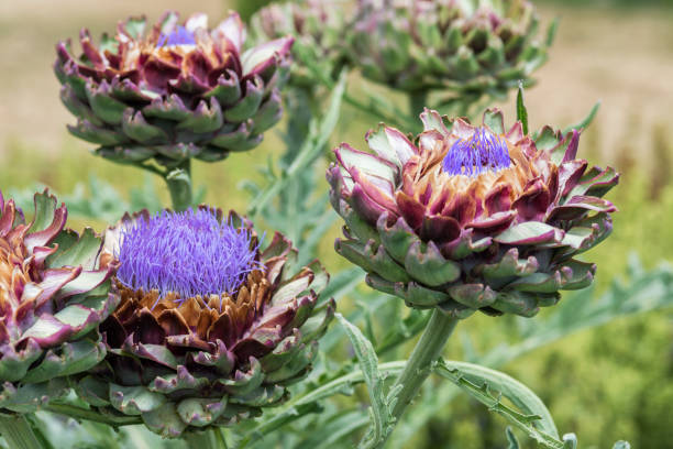 Artichoke ( Cynara scolymus ) Flower