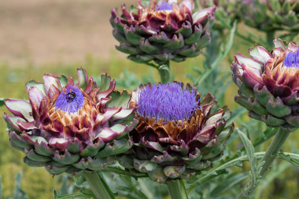 istock Artichoke , Cynara scolymus , flower 946144004