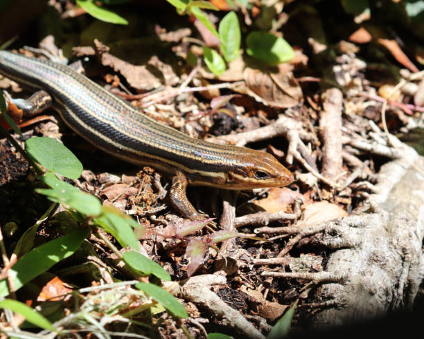 istock Broad-headed skink in leaves 946144346