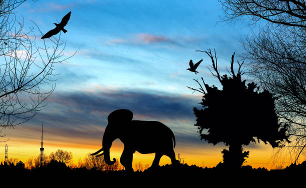 istock Jungle with old tree, birds and elephant on blue and golden cloudy sunset background 946150840