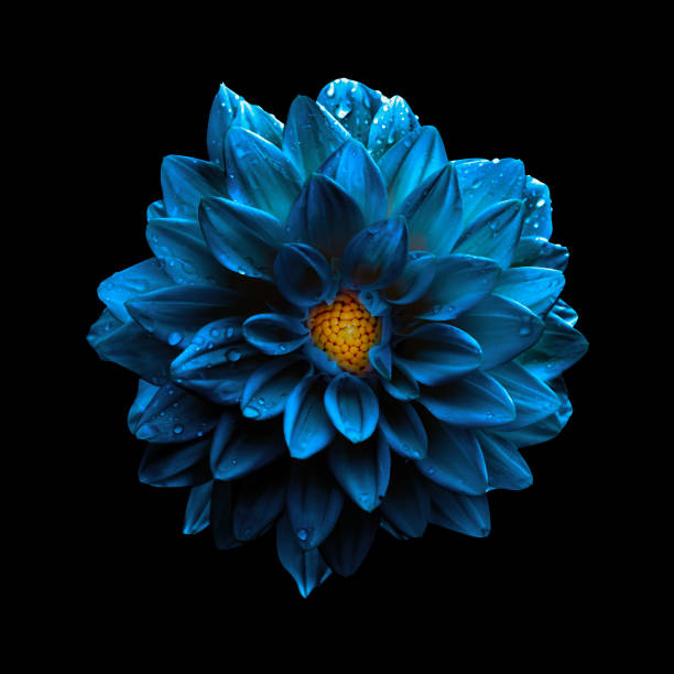 istock Surreal dark chrome blue flower dahlia macro isolated on black 946155662