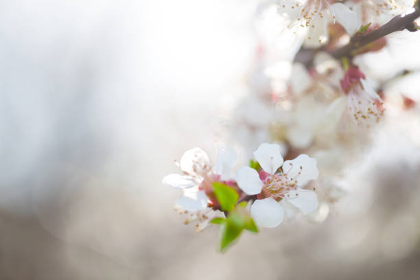 istock Flowers of apple 946156330