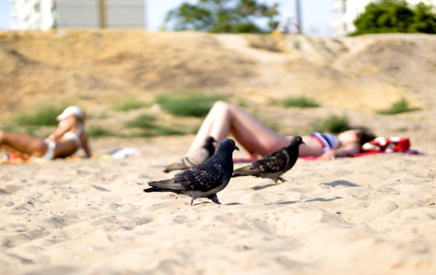 istock Group ofhungry pigeons walking on sandy beach 946156852