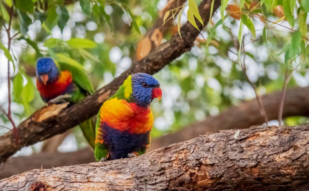 istock A pair of rainbow lorikeets 946157418