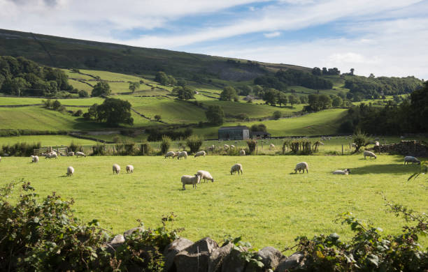 istock North Yorkshire landscape Arkengarthdale in summer 946166138