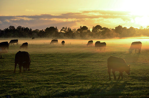 Brumoso amanecer con vacas que pastan en campo photo