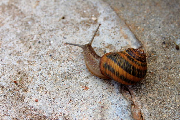 istock Snail on the pavement 946166186