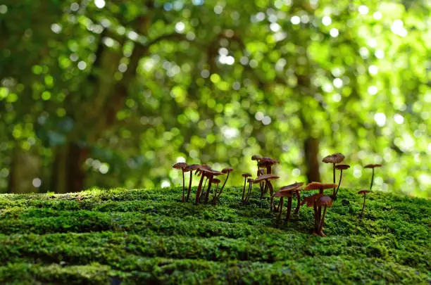 Photo of Fairy Ink cap toadstools in rainforest