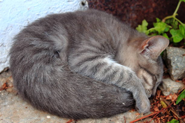 istock Small gray kitten sleeping in the garden 946166358