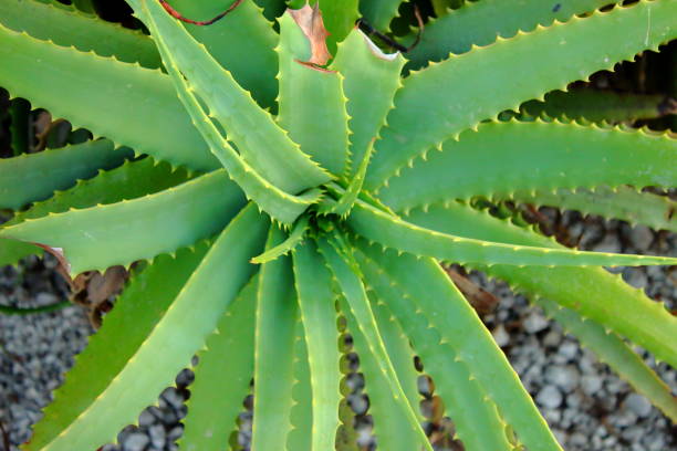 istock Aloevera plant close up 946169440