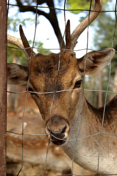 istock Deer looking trough the zoo fence 946169566