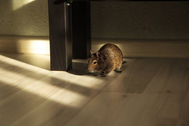 rodent degu in the room