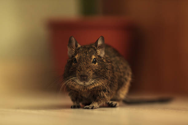 istock rodent degu in the room 946169676