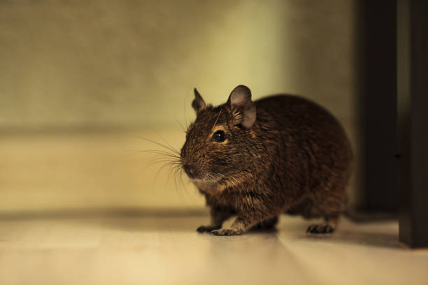 istock rodent degu in the room 946169686