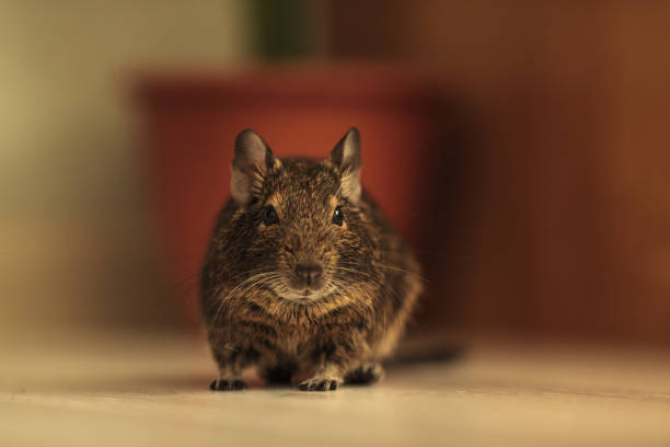 rodent degu in the room