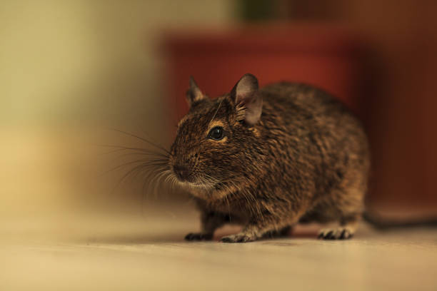 istock rodent degu in the room 946169700