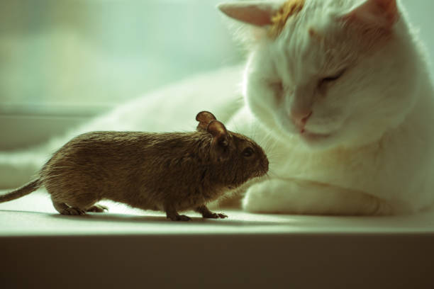 istock rodent degu and white cat 946169790