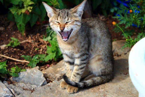 istock Yawning kitten in the garden 946170224