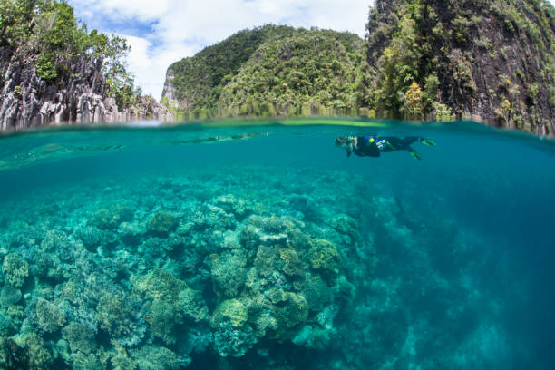 Snorkeler and Coral Reef in Raja Ampat A snorkeler explores a shallow, healthy coral reef growing in Raja Ampat. This tropical region is known as the heart of the Coral Triangle due to its marine biodiversity. palau stock pictures, royalty-free photos & images