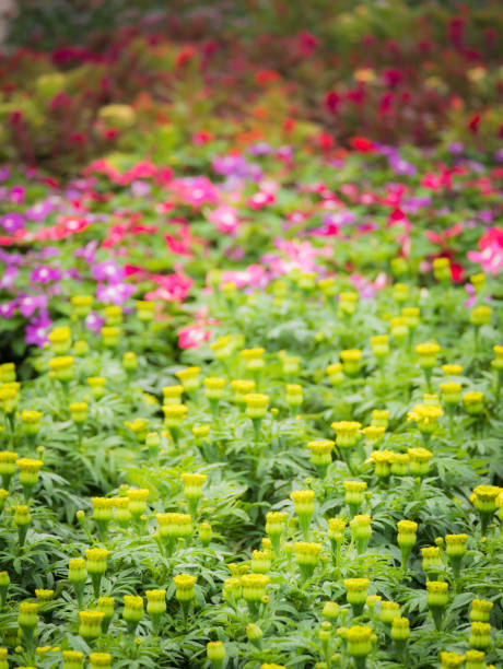 istock Yellow Calendula Flowers Blooming in The Field 946180662