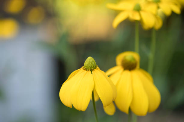 istock Macro and unusual flowers 946180852