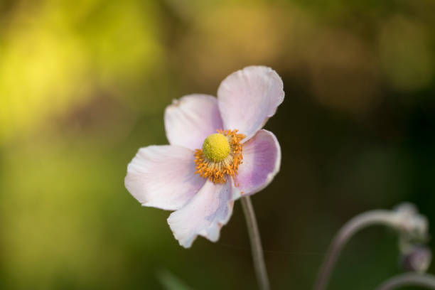 istock Macro and unusual flowers 946180898
