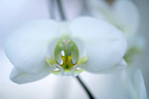 White orchid