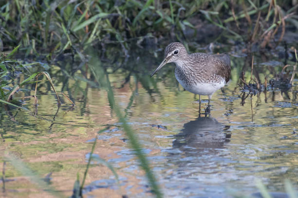 istock Bird:Sandpiper Searching for Food 946182656
