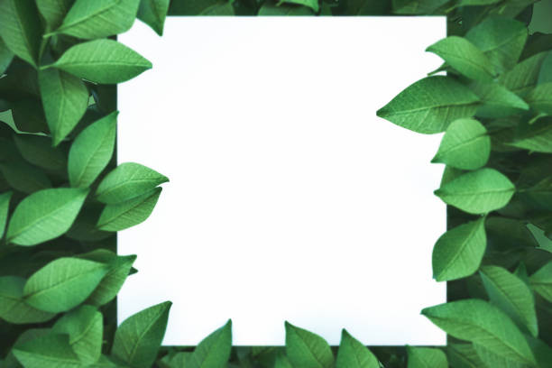 istock Blank square banner with leaves 946187692