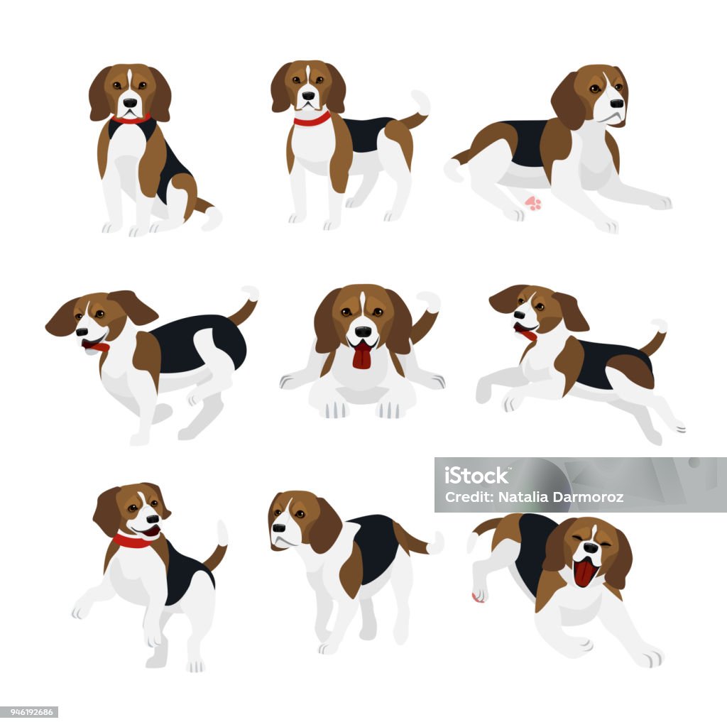Conjunto de ilustración vectorial de perro beagle lindo y divertido, animados acciones, jugando, saltando perros en diseño plano. - arte vectorial de Perro libre de derechos