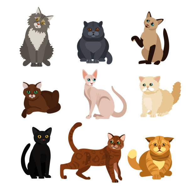 kuvapankkikuvitukset aiheesta vektorikuvat kissan eri roduista, söpöistä lemmikkieläimistä, ihana kissanpentu valkoisella taustalla tasaiseen tyyliin. - siamese cat
