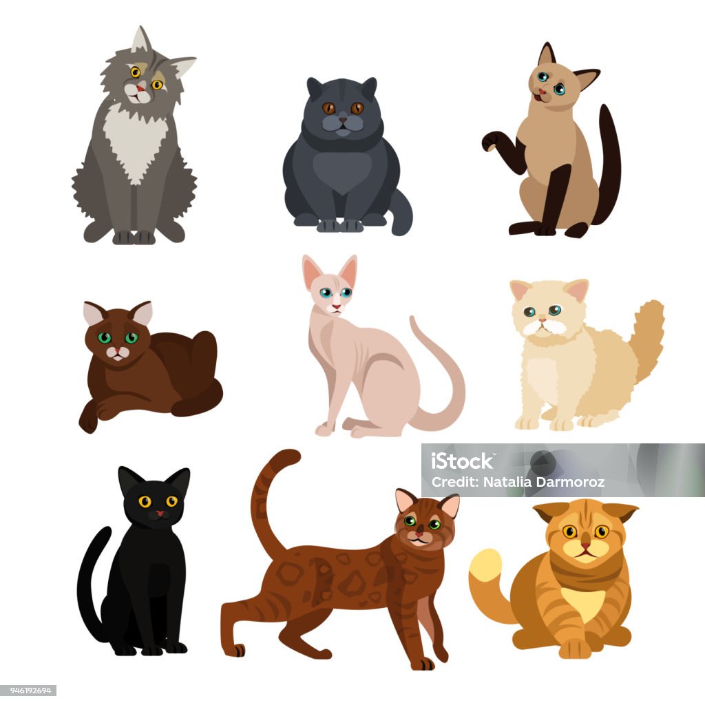 Vector illustrations of cat different breeds set, cute pet animals, lovely kitten on white background in flat style design. Vector illustrations of cat different breeds set, cute pet animals, lovely kitten on white background in flat style design Domestic Cat stock vector