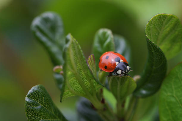 sept coccinelle maculée sur feuilles vertes - septempunctata photos et images de collection