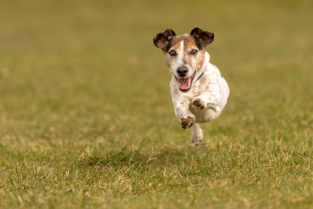 small dog is running across the meadow - Jack Russell Terrier 9 years old small dog is running across the meadow - Jack Russell Terrier 9 years old agility animal canine sports race stock pictures, royalty-free photos & images