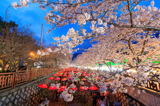 Jinhae, South Korea - Apr 1, 2018 : Spring Cherry blossom festival at Yeojwacheon Stream at night in Jinhae