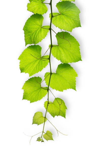 istock ivy vine green plant isolated on white with clipping path 946205674