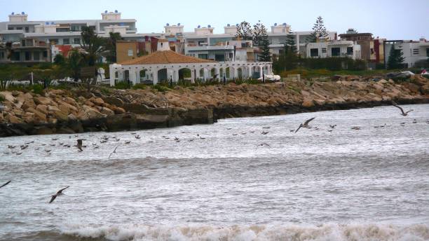 istock SEAGULLS/MARINA/DAR BOUAZZA/MOROCCO 946208842