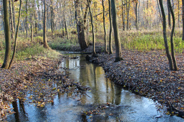 istock A river or creek in the woods in Autumn 946212734