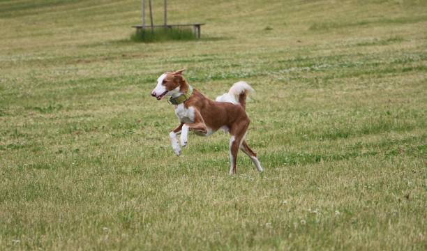 podenco en cours d’exécution dans le parc - greyhound dog podenco running photos et images de collection