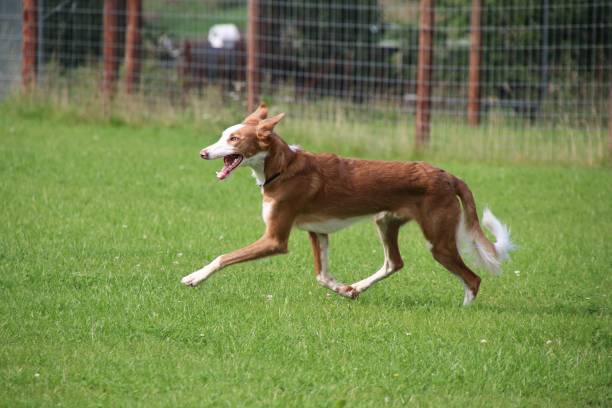 podenco en cours d’exécution dans le parc - greyhound dog podenco running photos et images de collection