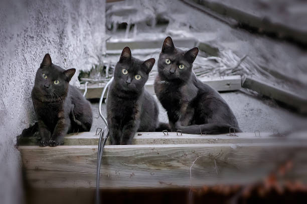 Three cute Bombay cats kittens look at the camera with big eyes.