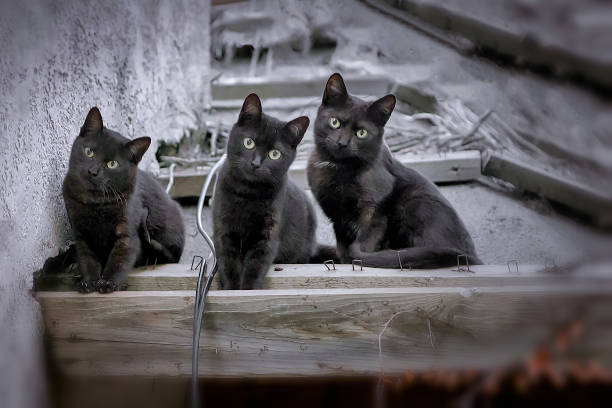 three cute black bombay cats kittens looking at camera. - pets curiosity cute three animals imagens e fotografias de stock