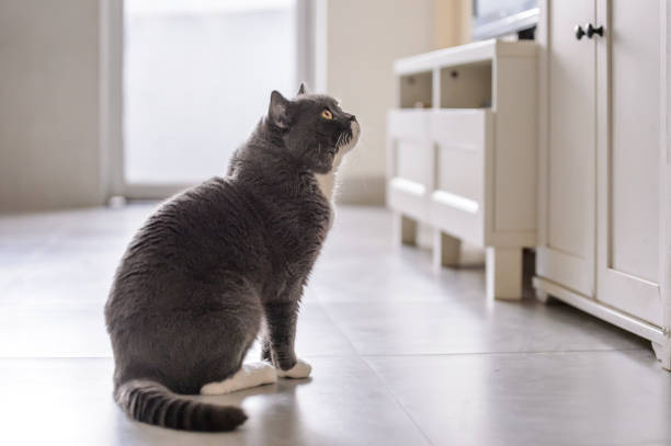 istock Cute British short hair cat, shot indoors 946215778