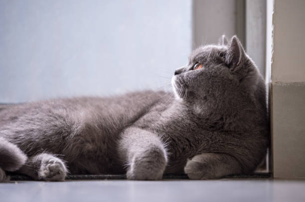 istock Cute British short hair cat, shot indoors 946215818