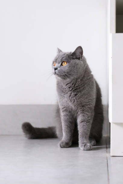 istock Cute British short hair cat, shot indoors 946215962