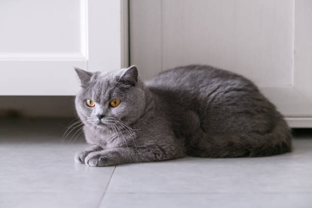 istock Cute British short hair cat, shot indoors 946215970
