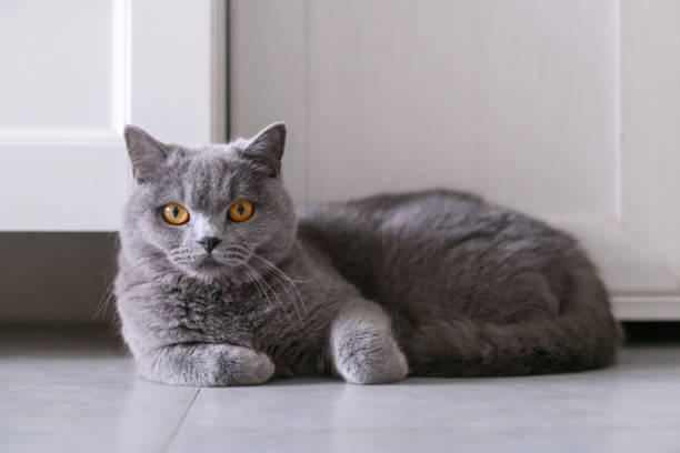 istock Cute British short hair cat, shot indoors 946215974