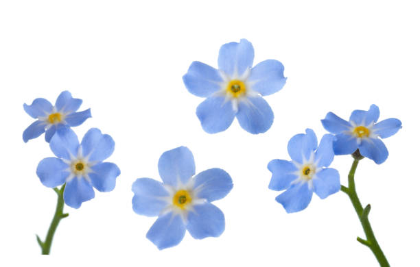 istock Forget-me-nots isolated on white background. 946216216