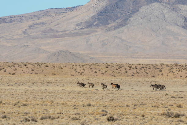 istock Herd of Wild Horses in the Desert 946216310